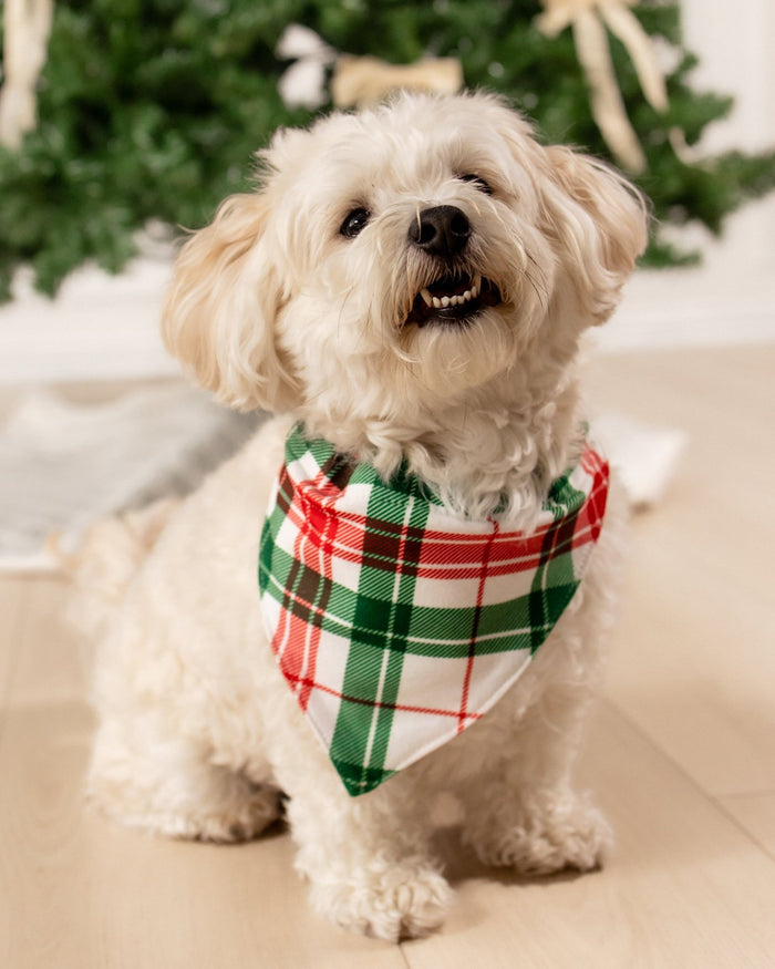 Christmas Plaid - Pet Bandana Holiday Lounge - Sugar Bee Clothing
