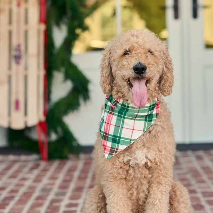 Christmas Plaid - Pet Bandana Holiday Lounge - Sugar Bee Clothing