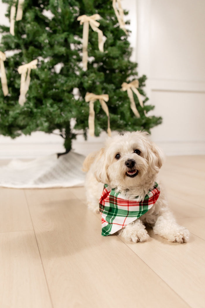 Christmas Plaid - Pet Bandana Holiday Lounge - Sugar Bee Clothing